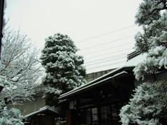 境内雪