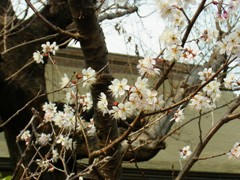 higannsakura