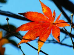 momiji