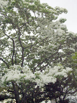 nanja-3.jpg