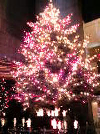 2009mikimototree.jpg