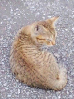 110817cat.jpg