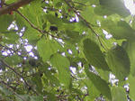 SA3A0261.JPG