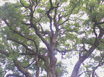 SA3A0316.JPG