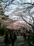 sakura01.JPG