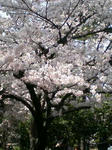 sakura02.JPG