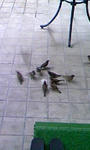 sparrow01.jpg