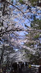 sakura.jpg