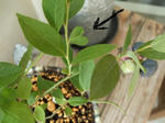 DSCF1043.JPG
