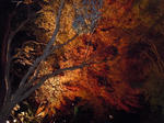 s-DSCN0689.jpg