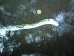 あおだいしょう