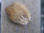 2ed7392d.jpg