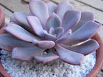 c324237c.jpg