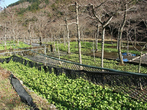 20080106_wasabida.jpg