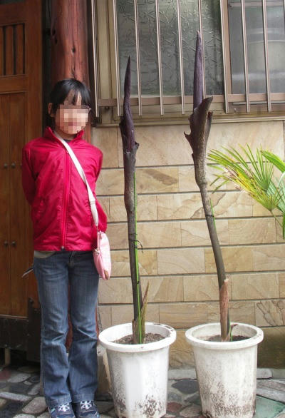 konyaku04.jpg