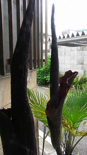 konyaku05.jpg