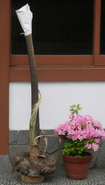 konyaku06.jpg