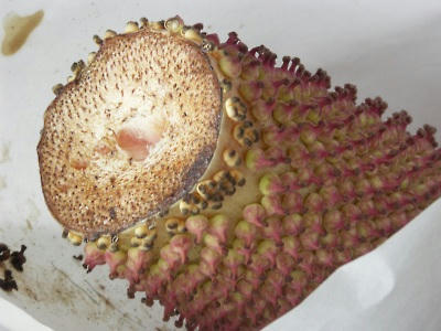 konyaku07.jpg