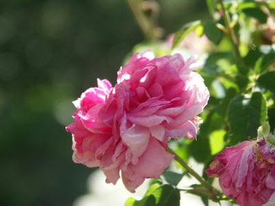 bflower01.jpg