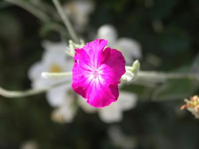 bflower02.jpg