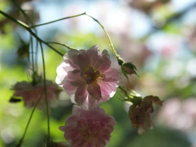 bflower03.jpg