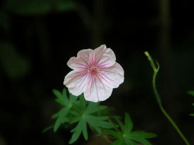 bflower05.jpg