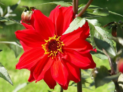 bflower06.jpg
