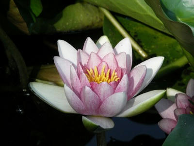 bflower07.jpg