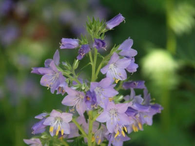 bflower08.jpg