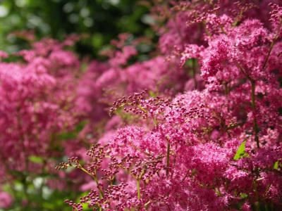 bflower09.jpg