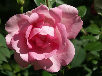 bflower10.jpg