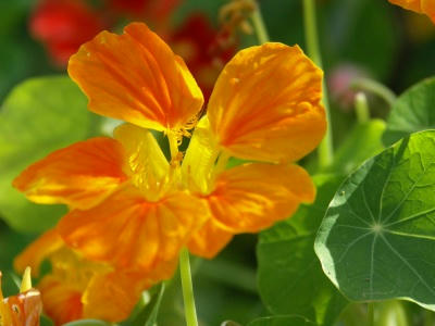 bflower12.jpg
