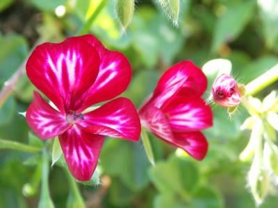 bflower13.jpg