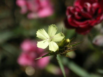 bflower14.jpg