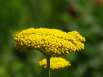 bflower15.jpg