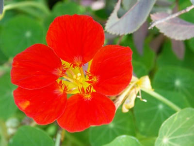 bflower16.jpg