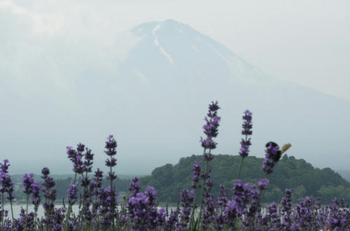 fuji5ko_02.jpg