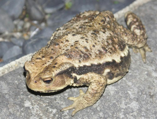 hikigaeru.jpg