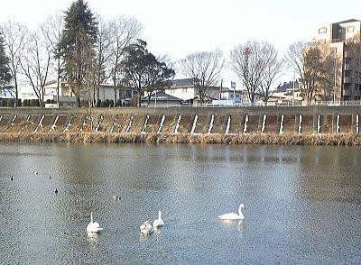 swan1.jpg