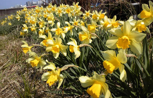 spring3.jpg