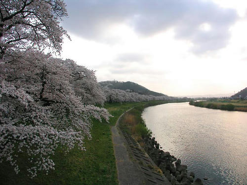 sakura01.jpg
