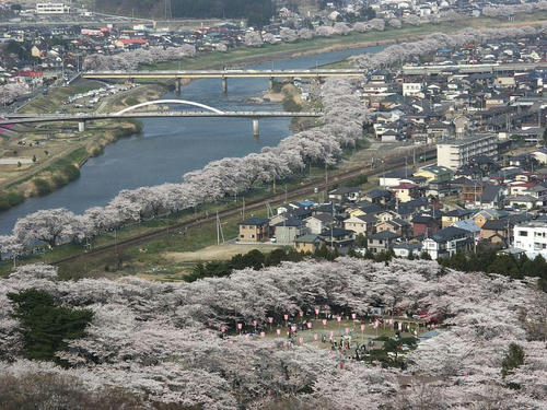 sakura02.jpg