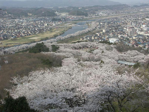 sakura03.jpg