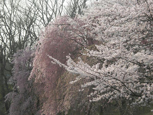 sakura05.jpg