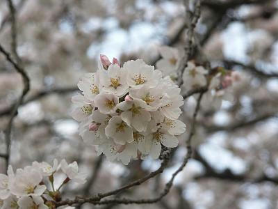 sakura07.jpg