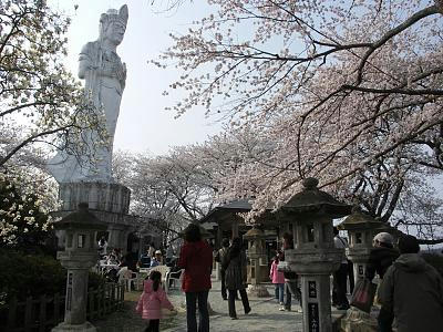 sakura08.jpg