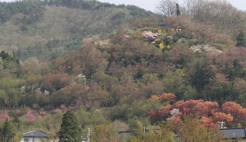 hanamiyama_02.jpg