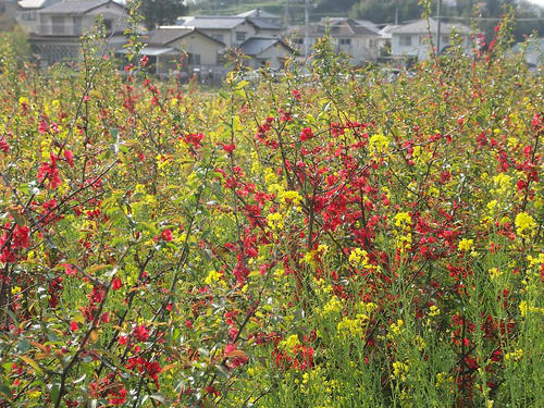 hanamiyama_03.jpg