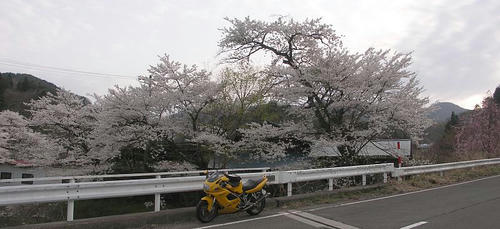hanamiyama_06.jpg