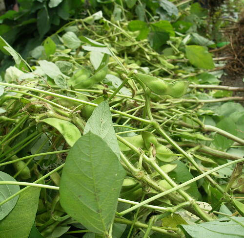 edamame01.jpg